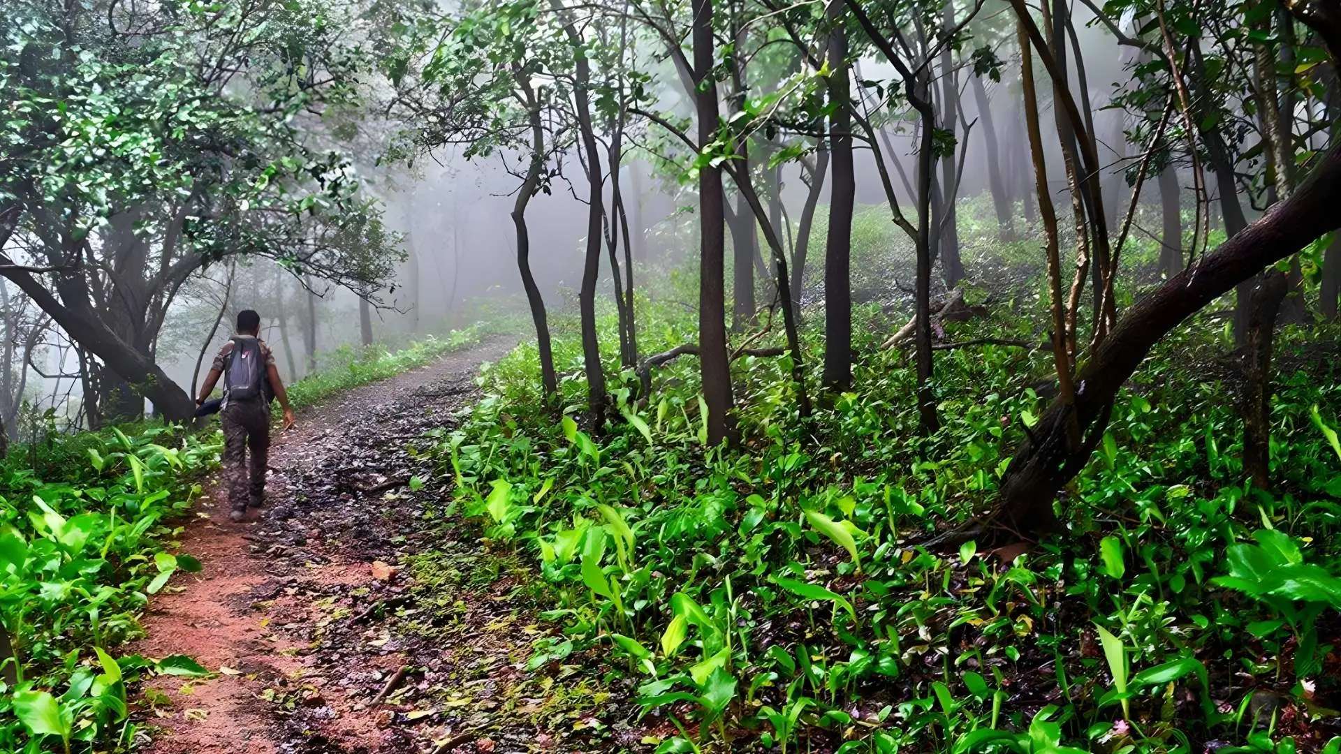Turahalli Forest